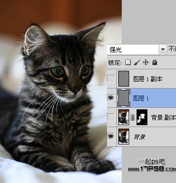 photoshop用滤镜工具提升猫咪图片的清晰度教程4