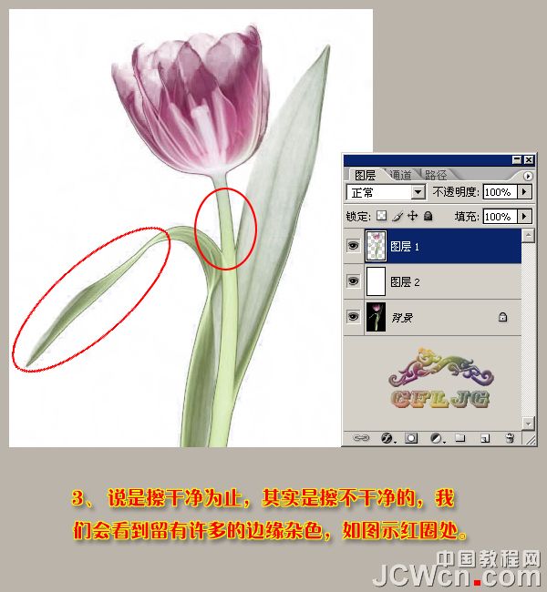 利用背景橡皮擦工具快速抠出背景单一的花朵5