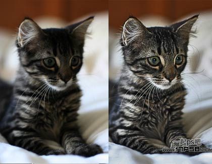 photoshop用滤镜工具提升猫咪图片的清晰度教程1