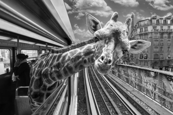 巴黎地铁里竟有动物 创意无限的动物摄影2