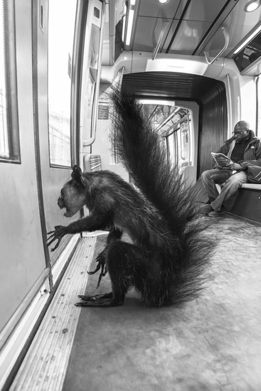 巴黎地铁里竟有动物 创意无限的动物摄影4