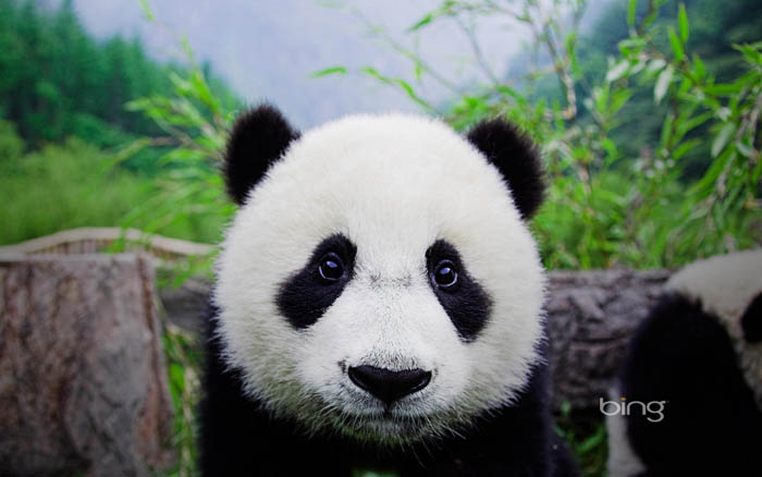 PS合成密林中看报的熊猫人4