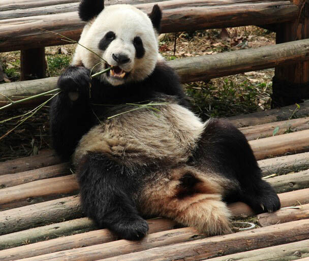 PS合成密林中看报的熊猫人15