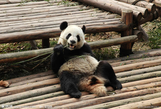 PS合成密林中看报的熊猫人14