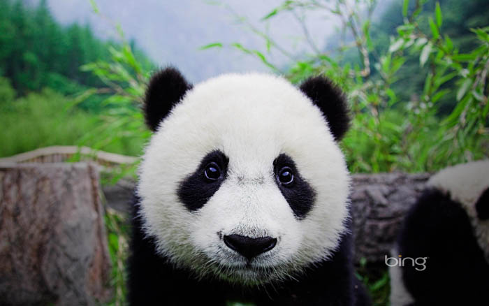 PS合成密林中看报的熊猫人5