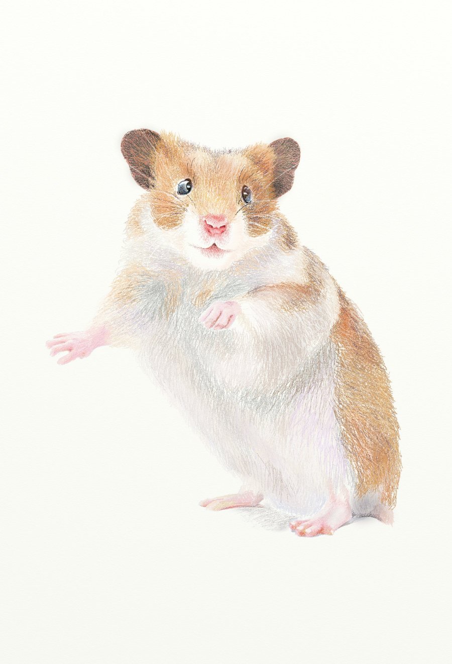 painter绘制一只可爱的小老鼠插画15