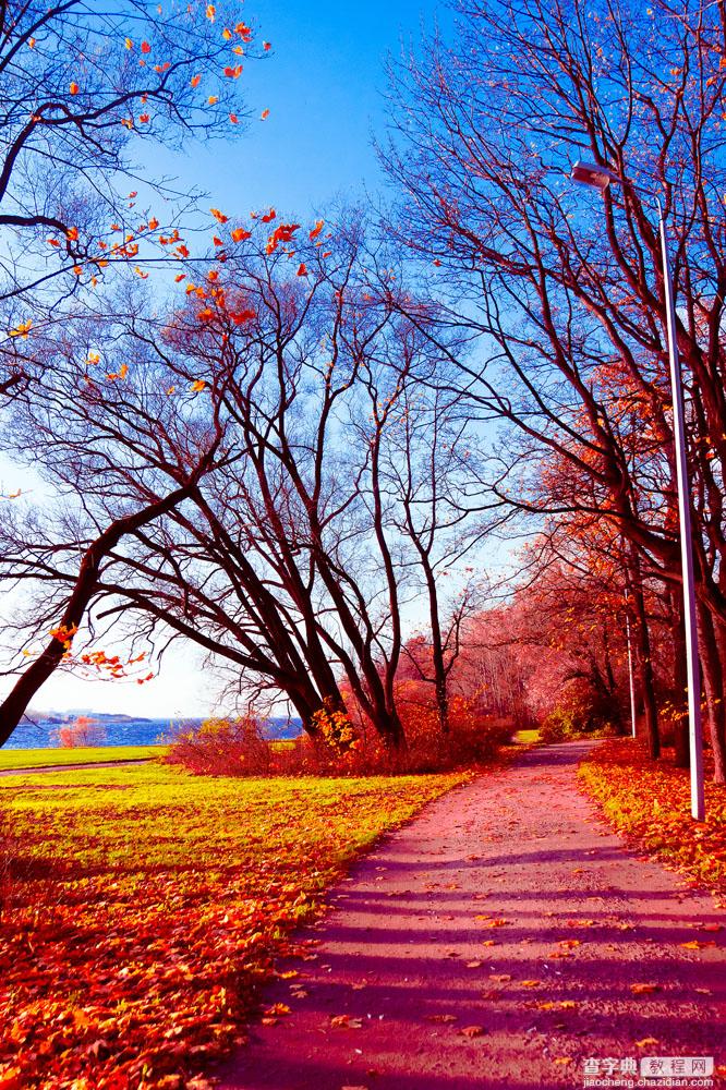 教你如何拍摄最美的秋天树叶风景4