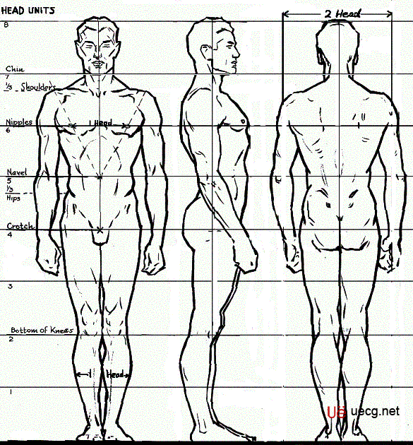 Maya人体造型解剖学基础11