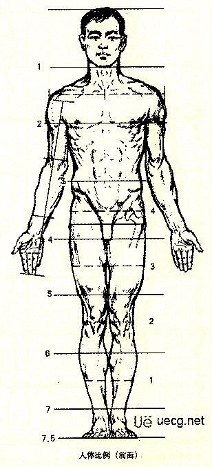 Maya人体造型解剖学基础14