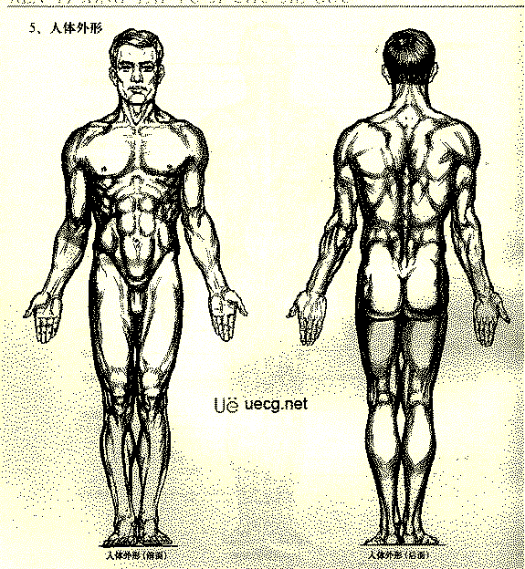 Maya人体造型解剖学基础16