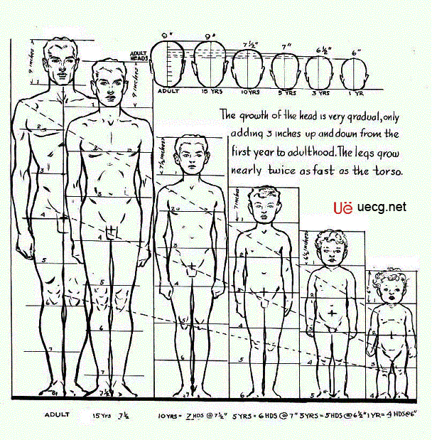 Maya人体造型解剖学基础13