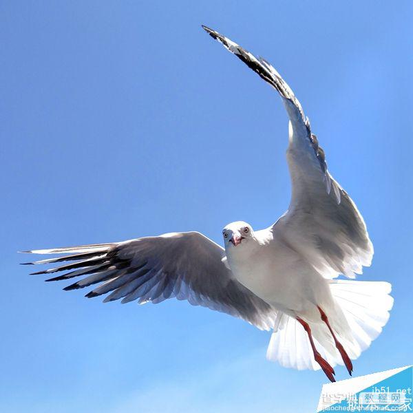 教你用普通的智能手机拍摄生动的鸟类照片4