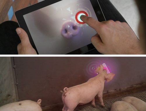 荷兰人开发出给猪玩的iPad游戏：娱乐无极限1