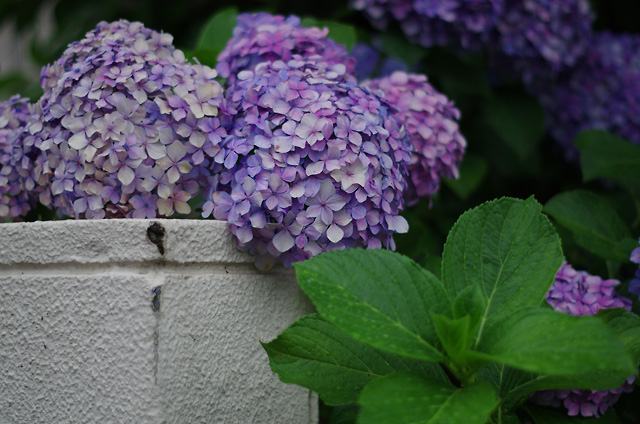 宾得DA 50mm f/1.8镜头试用6