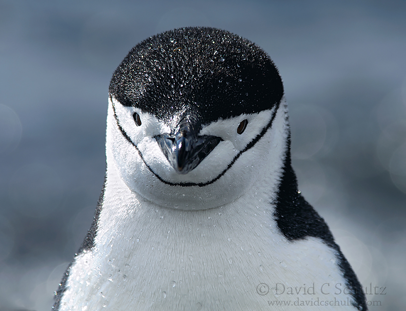 到南极拍摄企鹅是一种怎样的体验15