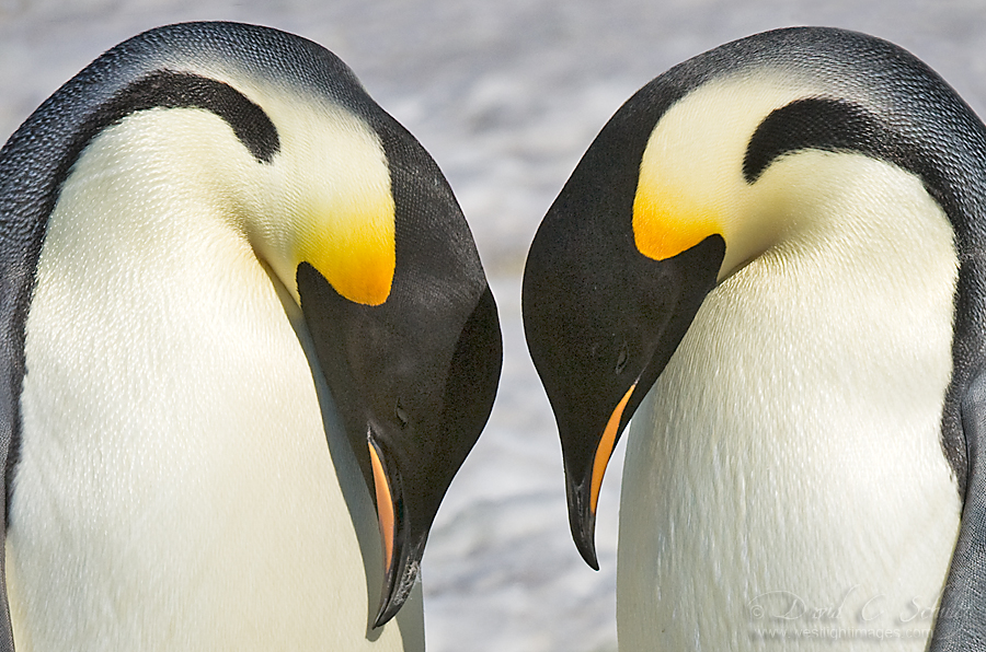 到南极拍摄企鹅是一种怎样的体验16
