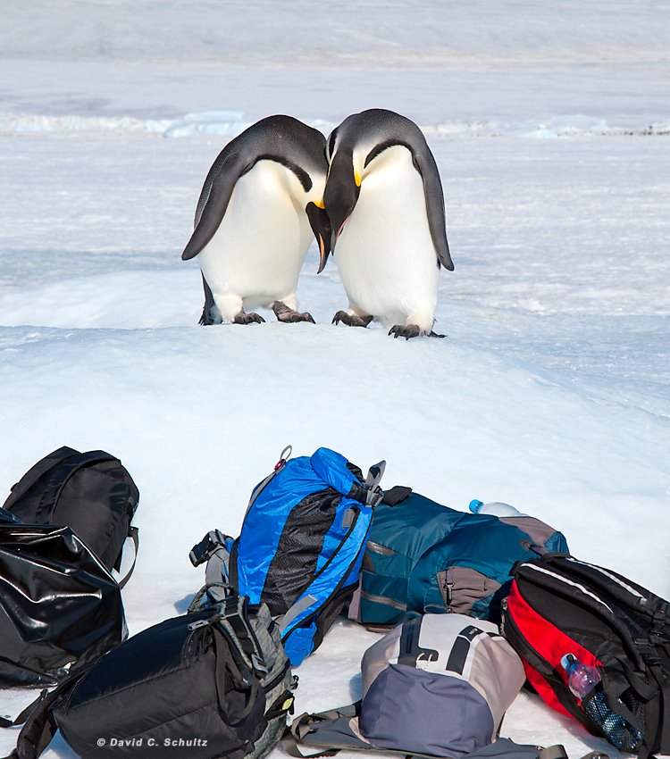 到南极拍摄企鹅是一种怎样的体验19