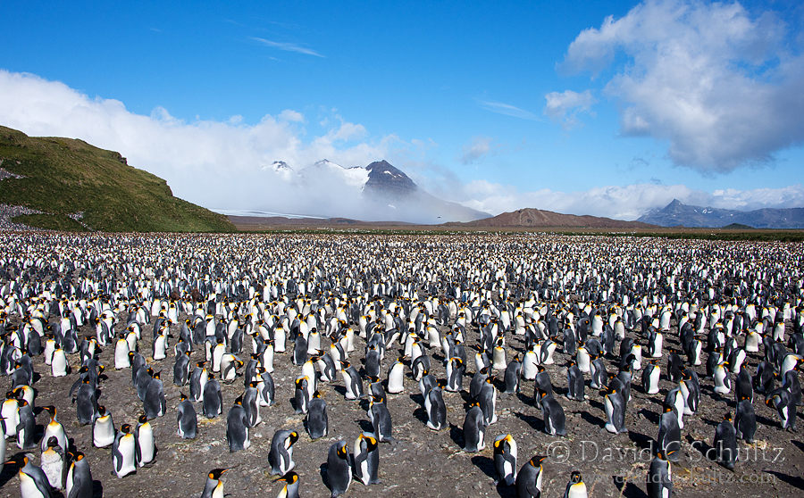 到南极拍摄企鹅是一种怎样的体验7