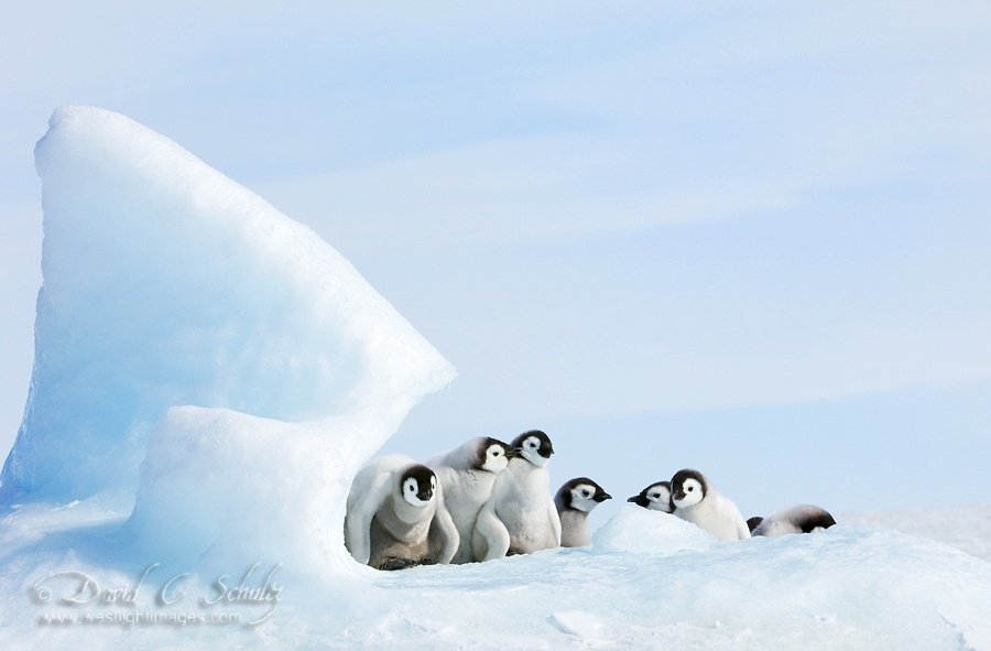 到南极拍摄企鹅是一种怎样的体验18