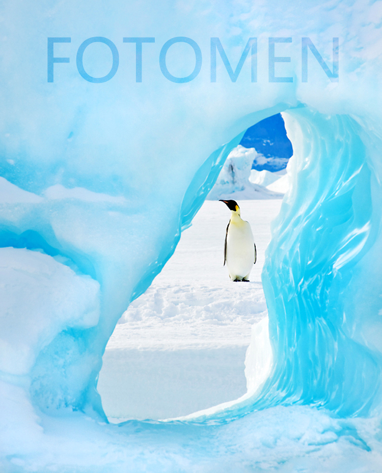 到南极拍摄企鹅是一种怎样的体验13