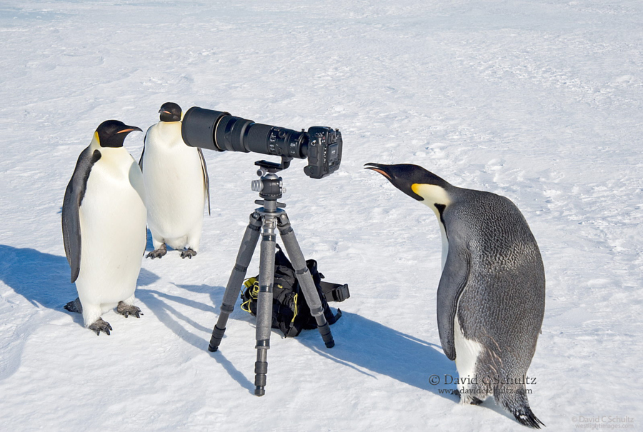 到南极拍摄企鹅是一种怎样的体验1