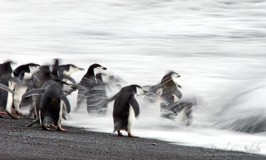 到南极拍摄企鹅是一种怎样的体验10