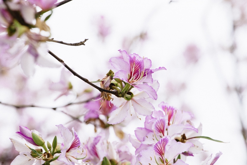 花卉摄影教程:春天采花小技巧11