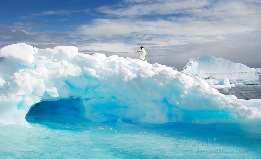 到南极拍摄企鹅是一种怎样的体验11