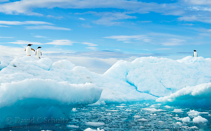 到南极拍摄企鹅是一种怎样的体验12