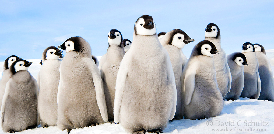 到南极拍摄企鹅是一种怎样的体验17