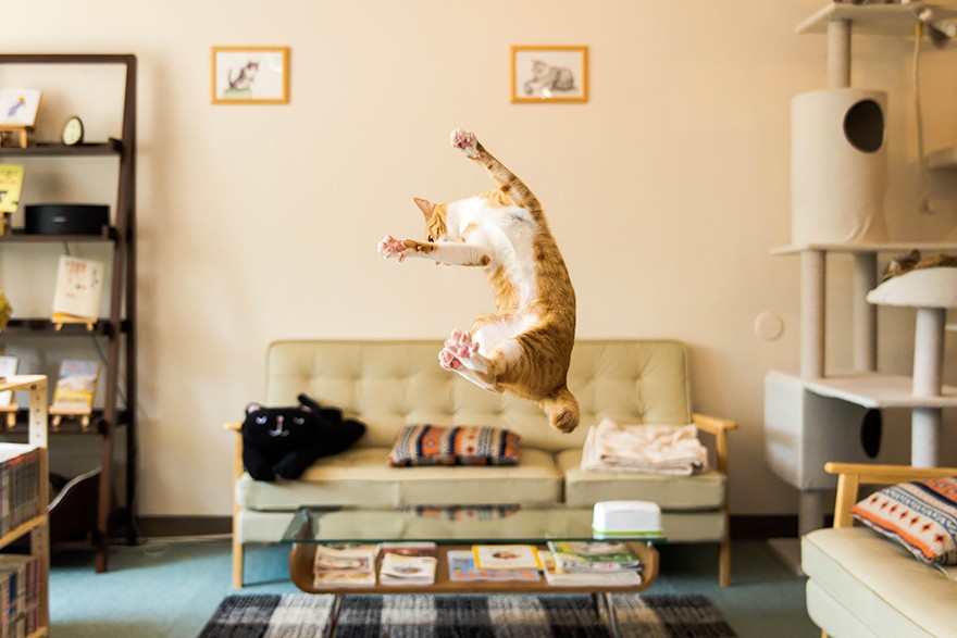 如何捕捉猫咪跳跃的瞬间？如何拍摄悬浮的喵星人？2