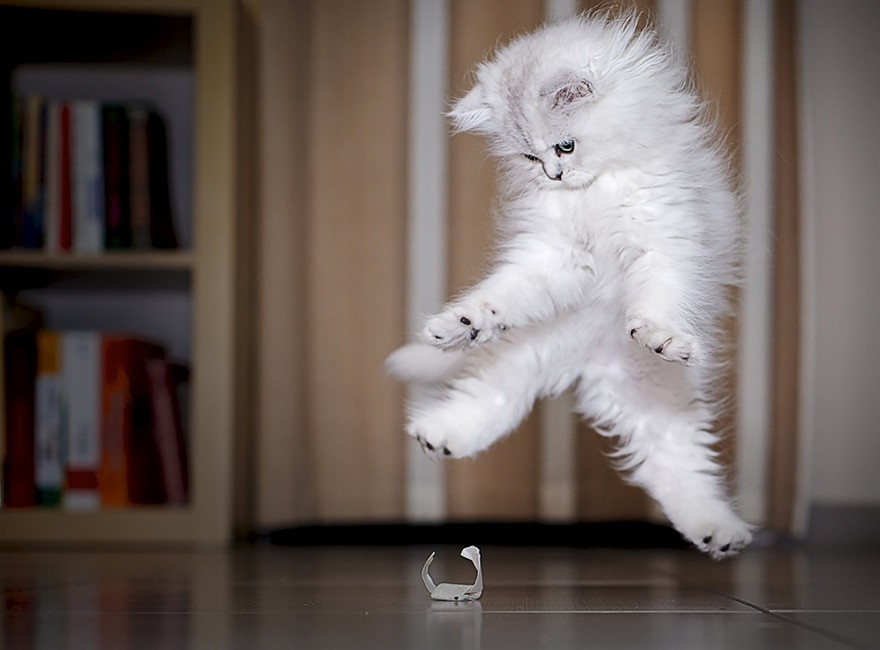 如何捕捉猫咪跳跃的瞬间？如何拍摄悬浮的喵星人？4