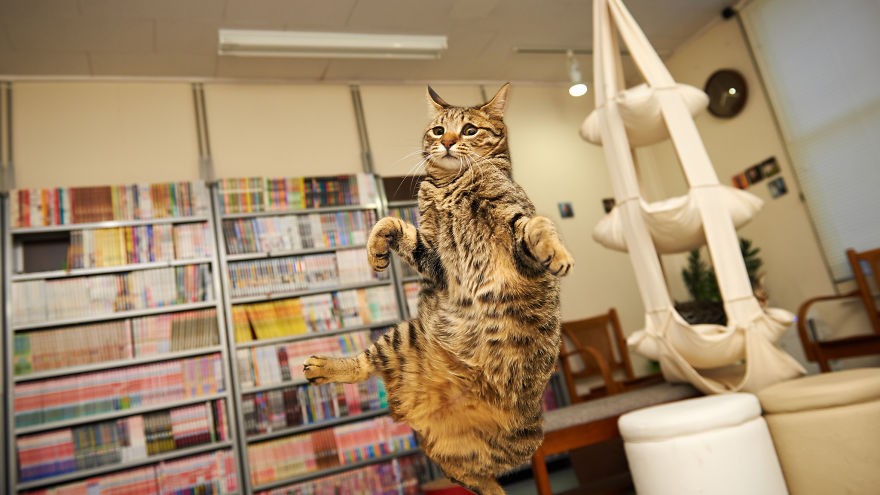 如何捕捉猫咪跳跃的瞬间？如何拍摄悬浮的喵星人？1