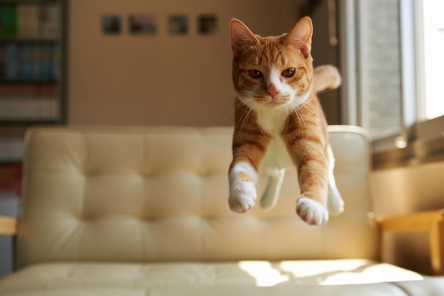 如何捕捉猫咪跳跃的瞬间？如何拍摄悬浮的喵星人？6