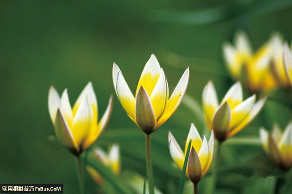 花卉摄影的十二实用技巧总结3