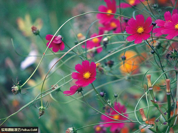 花卉摄影的十二实用技巧总结2