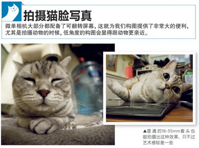 一只猫的不同写真3