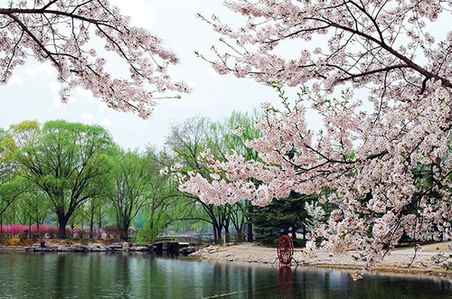 北京玉渊潭公园樱花节拍摄攻略1