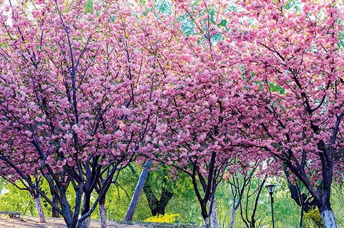 北京玉渊潭公园樱花节拍摄攻略9