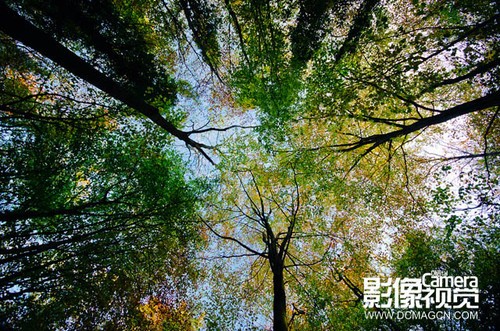 拍摄风光新方法——森林中的树木4