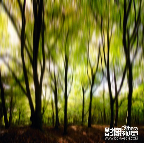 拍摄风光新方法——森林中的树木1