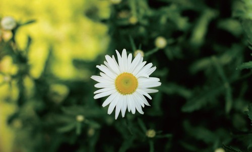 【花卉摄影技巧】如何拍摄好以花卉为主题的作品4