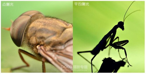 【微距摄影技巧】高清微距昆虫摄影技巧2
