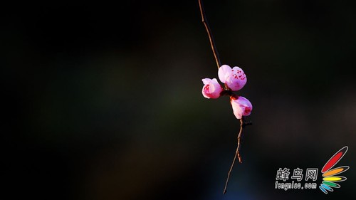 展现娇艳的魅力花卉摄影构图2