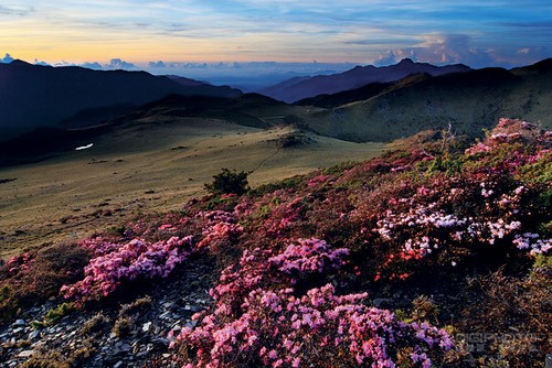 11个步拍出娇艳的高山花朵6