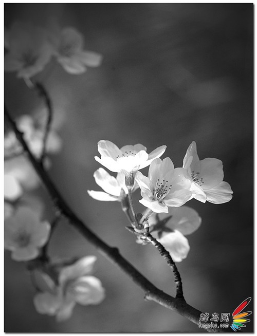 展现娇艳的魅力花卉摄影构图18