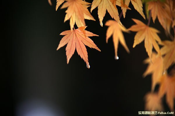 空气感枫叶，利用雨天拍出冷冽感3