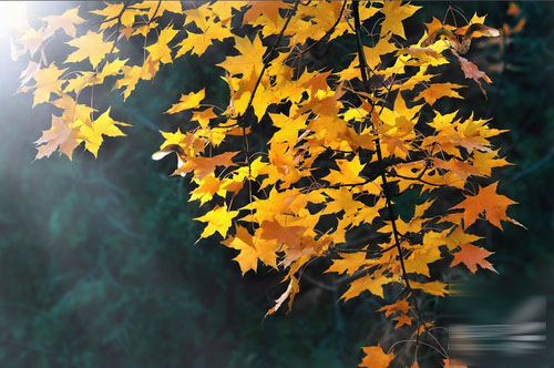 天凉好个秋──秋季旅行摄影技巧完全攻略2