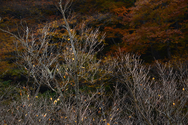 尼康70-200mm f4G ED VR镜头14