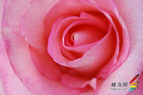 展现娇艳的魅力花卉摄影构图11